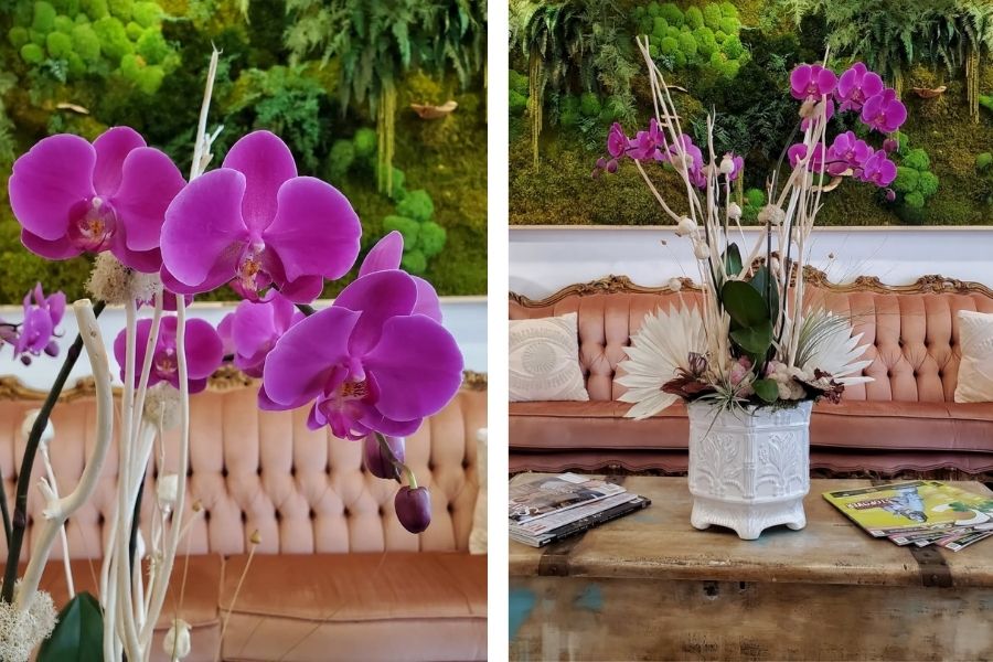 orchids